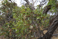 Eucalyptus incrassata