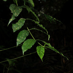 Palicourea lasiorrhachis