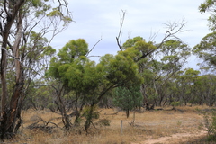 Eucalyptus leptophylla