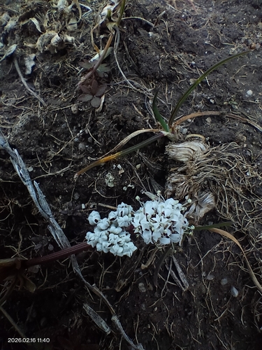 Indian Potato (Lomatium linearifolium)