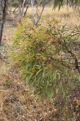 Eucalyptus leptophylla