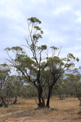 Eucalyptus dumosa