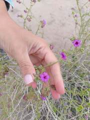 Mirabilis ovata
