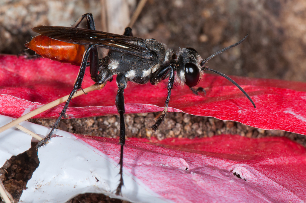 Prionyx thomae