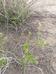 Mirabilis ovata