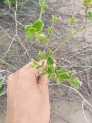 Mirabilis ovata