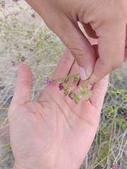 Mirabilis ovata