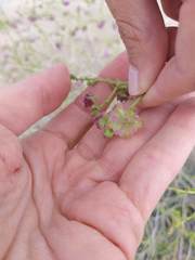 Mirabilis ovata