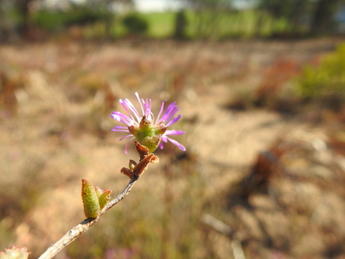 Image of Erepsia patula by (c) Matthew Fainman, some rights reserved (CC BY)
