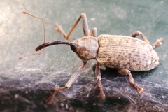 Dorytomus longimanus