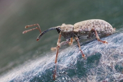 Dorytomus longimanus