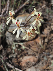 Pelargonium nervifolium
