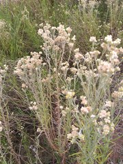 Senecio filaginoides