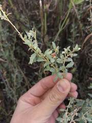Atriplex boecheri