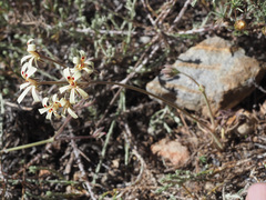 Pelargonium nervifolium