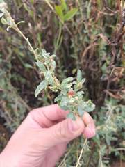 Atriplex boecheri