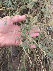 Atriplex boecheri
