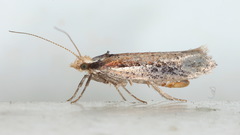 Ypsolopha parenthesella