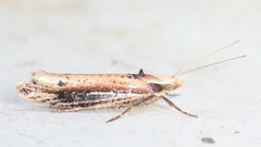 Ypsolopha parenthesella