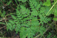 Conioselinum tataricum