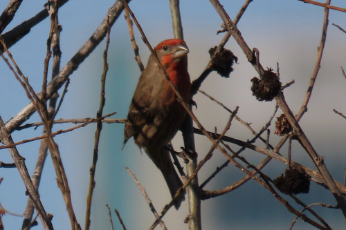 iNaturalist observation photo of House Finch