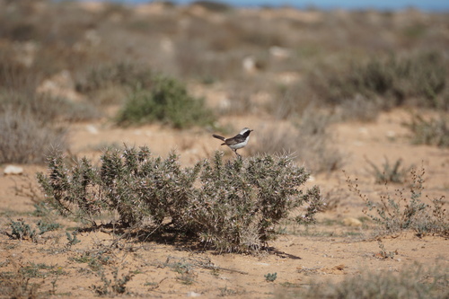 Red-rumped Wheatear