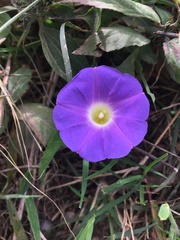 Ipomoea meyeri