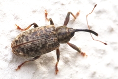 Dorytomus longimanus