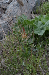 Eremurus × decoloratus