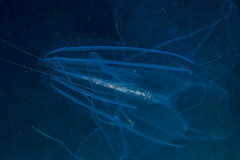 Leucothea multicornis