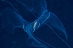 Leucothea multicornis