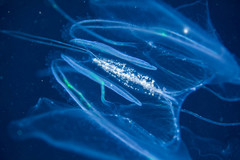 Leucothea multicornis