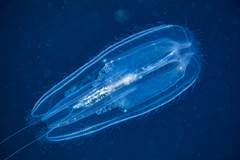 Leucothea multicornis