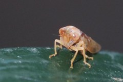 Tremulicerus vitreus