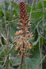 Eremurus × decoloratus