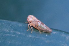 Tremulicerus vitreus