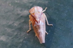 Tremulicerus vitreus