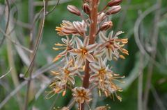 Eremurus × decoloratus