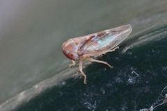 Tremulicerus vitreus