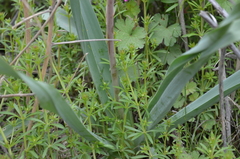 Eremurus × decoloratus