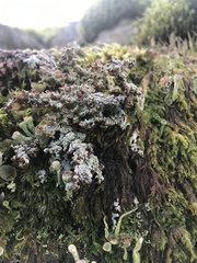 Stereocaulon dactylophyllum