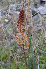 Eremurus × decoloratus