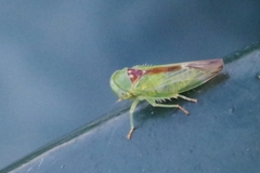 Viridicerus ustulatus