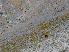 Rupicapra rupicapra balcanica