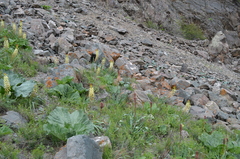 Eremurus × decoloratus