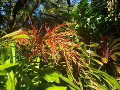 Aechmea blanchetiana