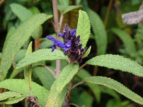 Salvia corrugata, photograph 3
