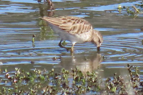 iNaturalist observation photo of Least Sandpiper