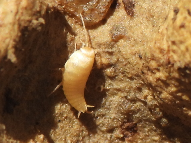 Grassiella wheeleri