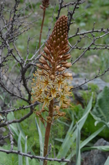 Eremurus × decoloratus